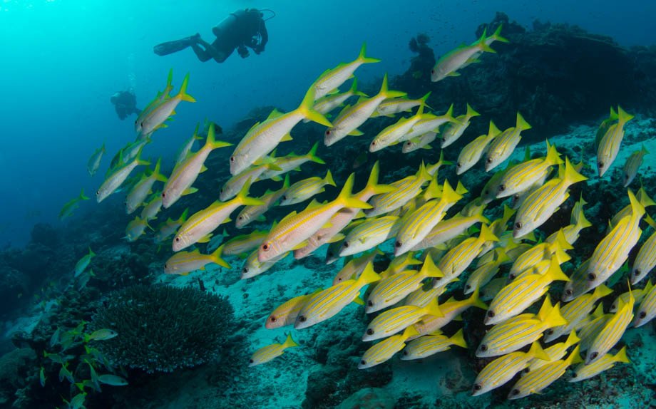 Yellowfin goatfish