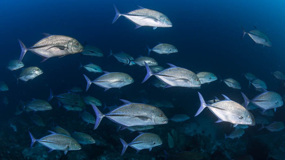 bluefin trevally