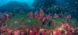 Similan Reef